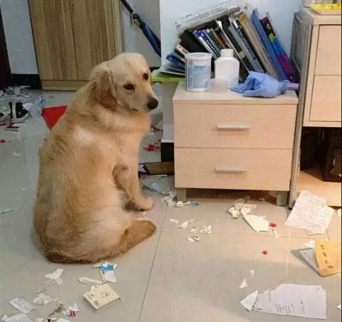 盘点狗界五大败家子你敢养吗,狗界最怂的6种狗有危险溜得很快