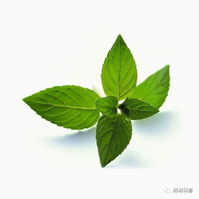 春困来袭推荐两款食疗方有效解决,健康5种食物对付春困