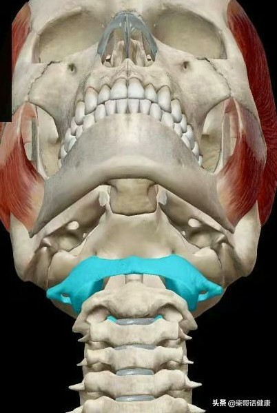 用3D来脊柱体表定位简单多了