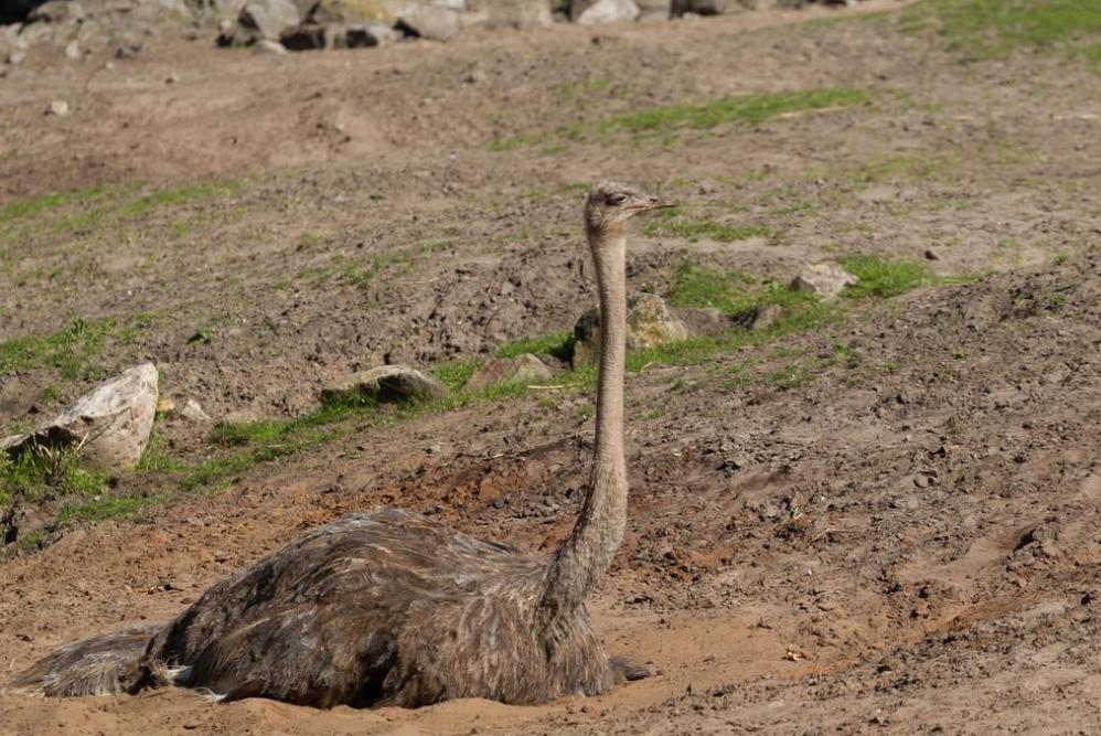 鸵鸟遇到危险为什么把头埋到土里,鸵鸟遇到危险时是怎么躲避的