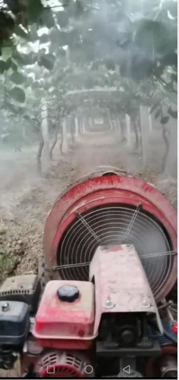 眉县徐香猕猴桃地头价,三农眉县猕猴桃