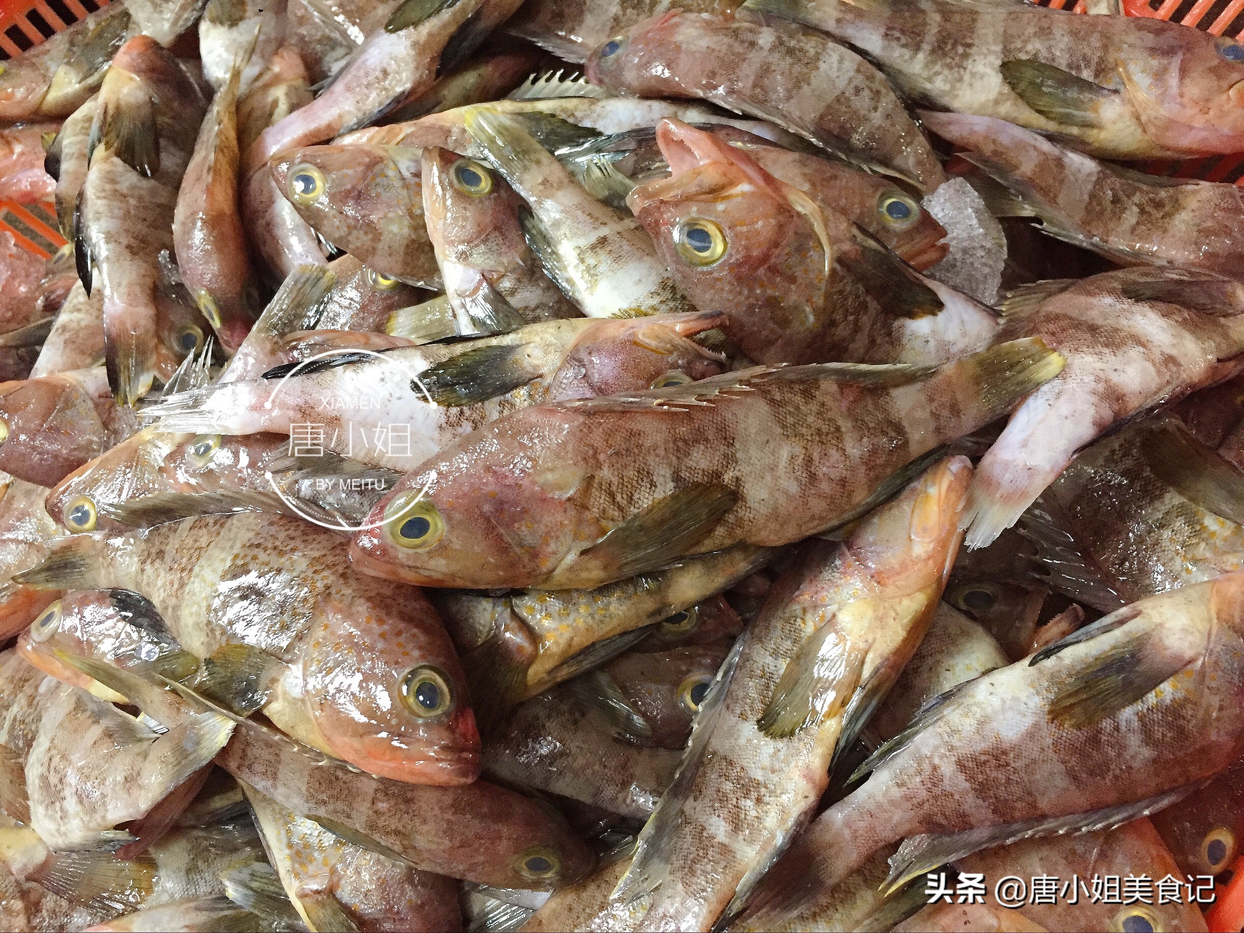 休渔期后有什么鱼,休渔期的鱼多少钱一斤