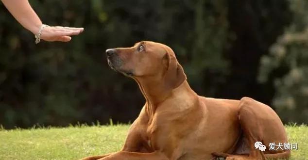 怎样对付狗不听话,怎样对付狗叫扰民