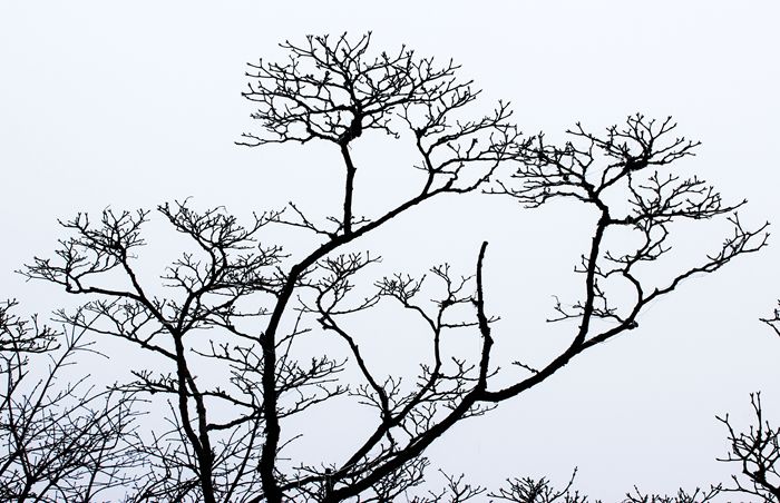 雨中的梵净山景色,烟雨梵净山