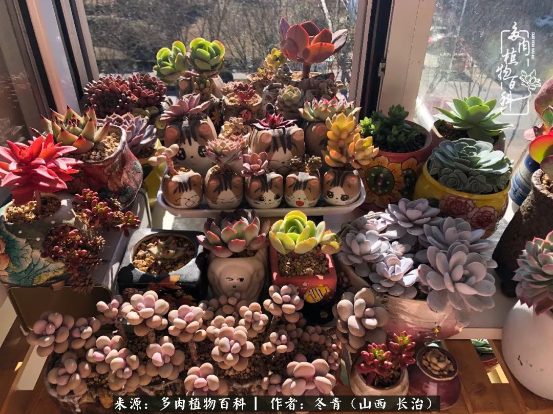 新手养的多肉怎么管理好看,阳台养多肉正确方法