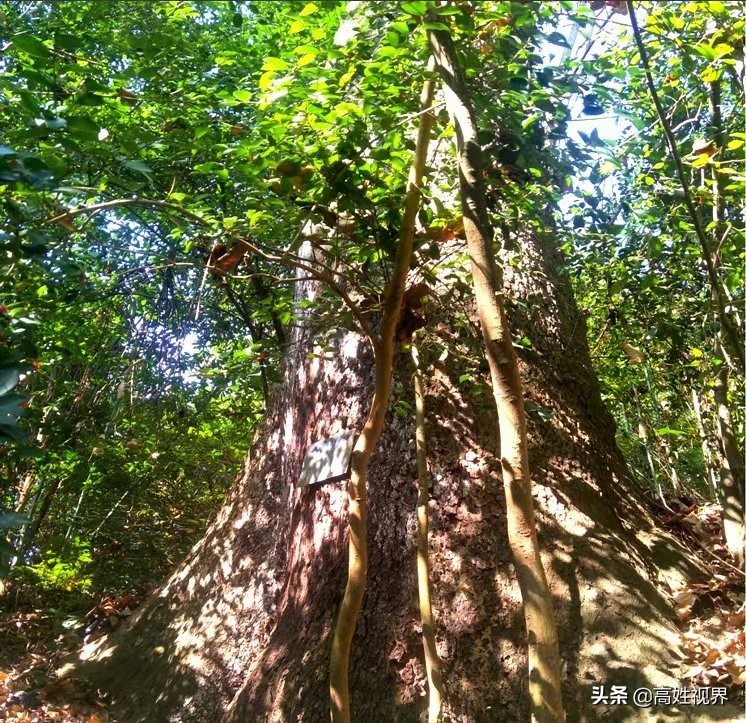点头古村落,点头古村