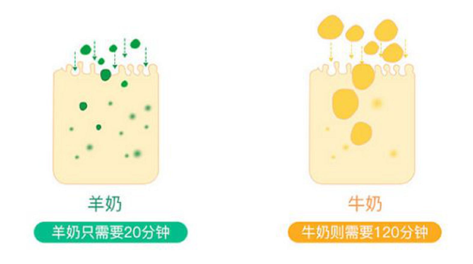 羊奶粉呵护宝宝娇嫩肠胃,宝宝羊奶粉