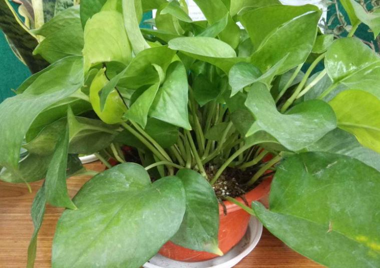 高温天气养绿萝？放点它，叶子油绿，1个月窜出2米长