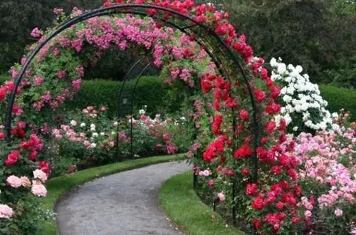 封闭阳台爬藤月季如何牵引,爬藤月季怎么牵引花墙才能开爆花