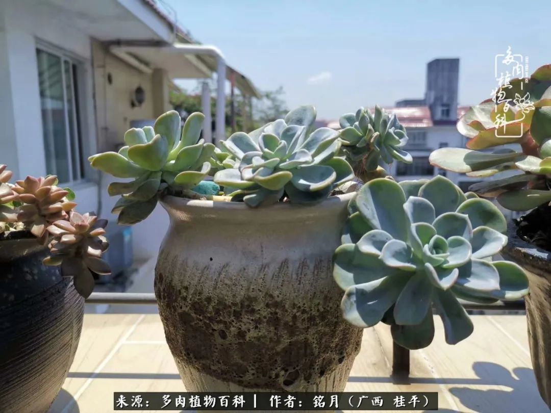 多肉怎么养出色彩,多肉很容易出现美丽的色彩