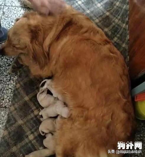 金毛主人找上门,见到人就躲着狗狗