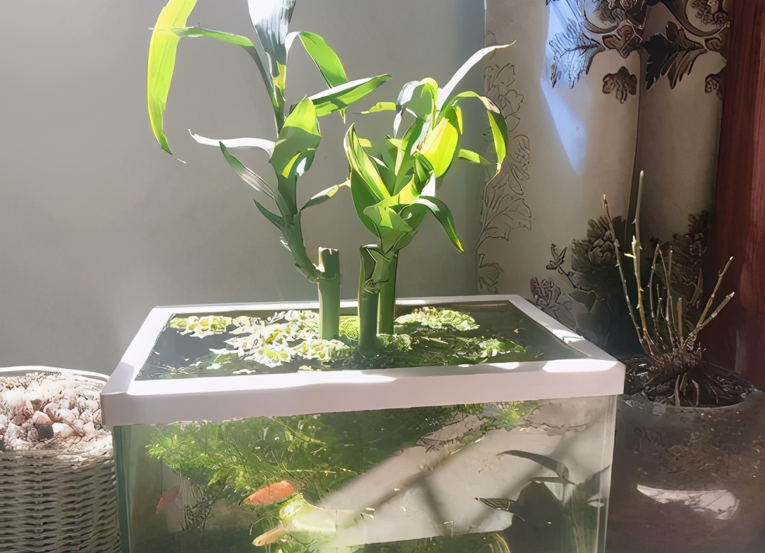 新买的富贵竹枝干，水培迟迟不生根，该怎么解决？