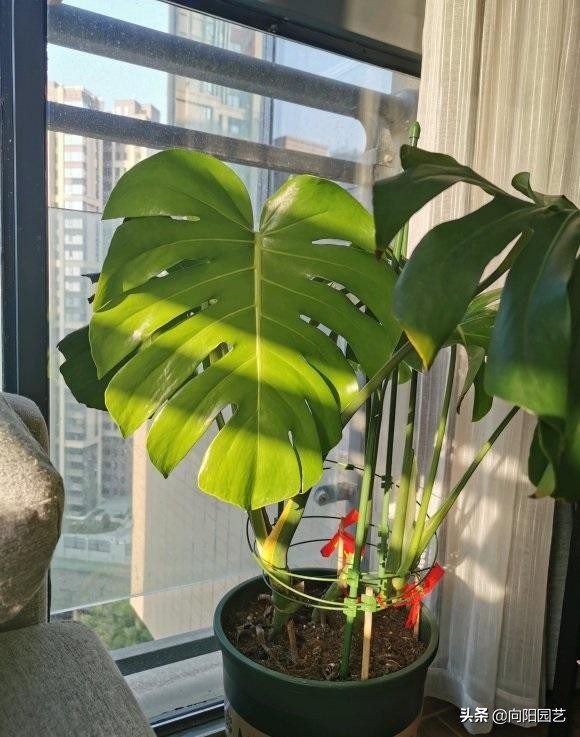 龟背竹闷养,龟背竹家庭养护及问题大全