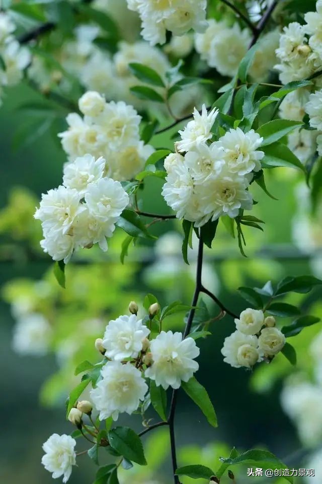 三种最旺家的爬藤植物,最好种的爬藤植物