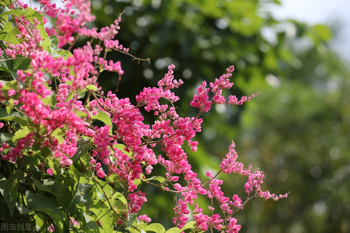 园林人需要知道的85个花卉知识,园林花卉的种类及图片