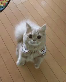 猫耳朵里有黑色脏东西是猫癣吗,猫耳朵里有黑黑的东西就是耳螨吗