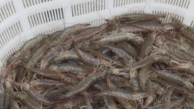 养殖海虾的真实利润,85后小伙在农村养殖