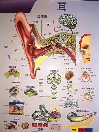 遗传性耳聋有哪些特征,耳聋遗传规律以及原因