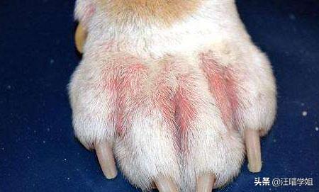 狗狗的脚太脏怎么办,狗狗脚掌的常见现象