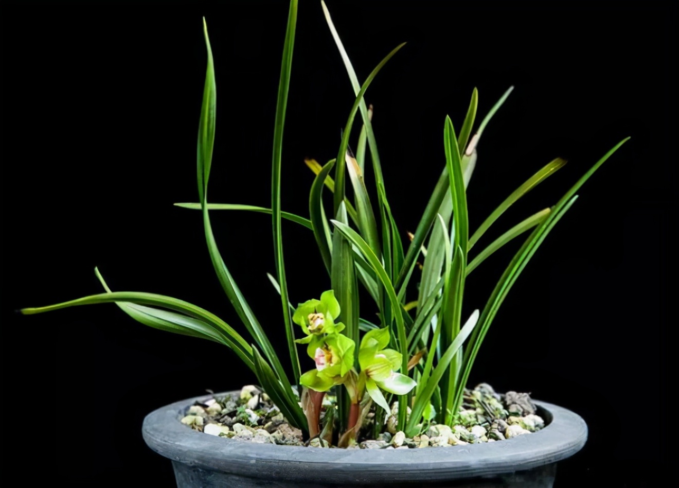 扦插最好成活的十种植物,扦插繁殖的植物有哪些