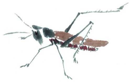 残荷蜻蜓国画画法及调色,徐湛国画蜻蜓的画法