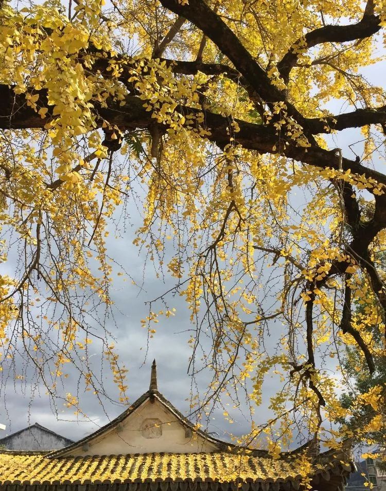 温州秋冬的银杏树确实美,温州最原生态银杏