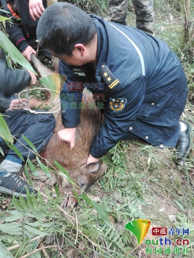 野猪深夜现身校园被捕获,野猪闯入校园被民警击毙