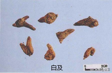 中药材伪品太多，俗有南国神草之称的三七，就有十多种假货