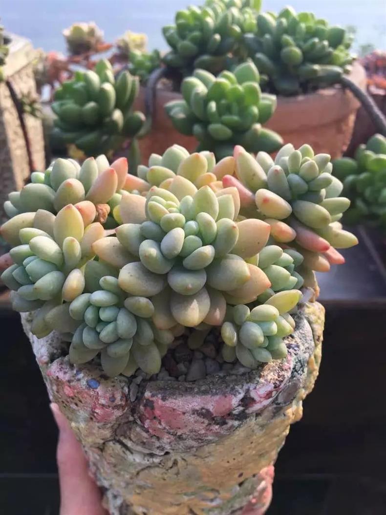 多肉叶插苗怎么养成老桩,多肉叶插小苗怎么带大