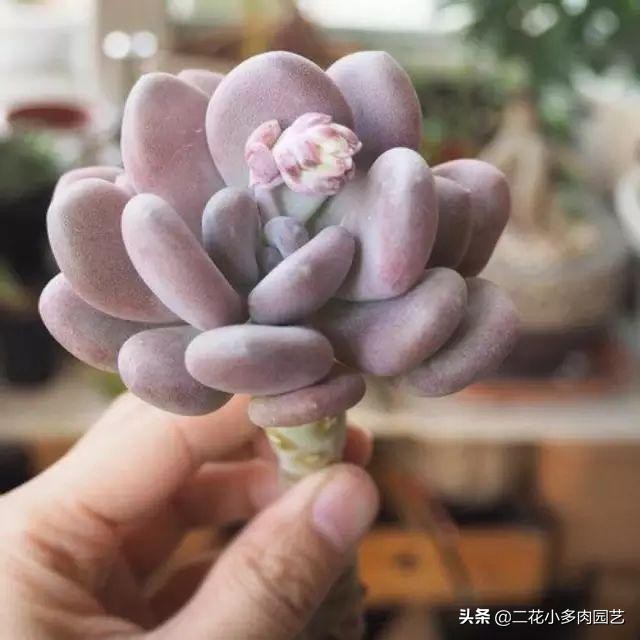 365种·常见花卉图谱，观果和多肉植物收藏篇