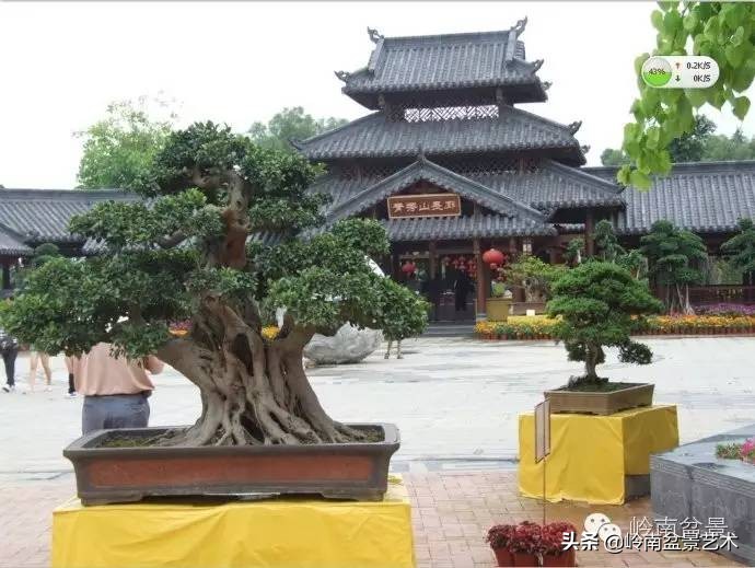 盆景经营思路及方法,盆景市场