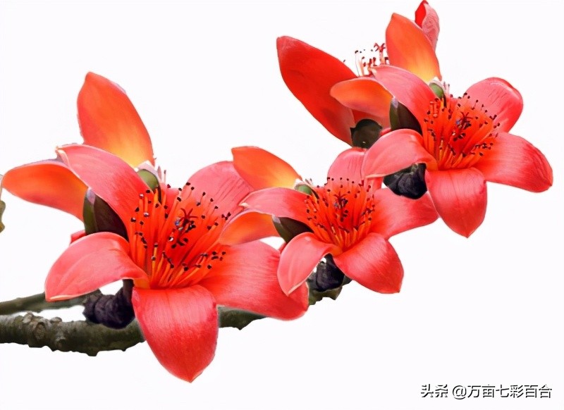 每个城市都有自己独特的市花,每个城市的市花是什么花和由来