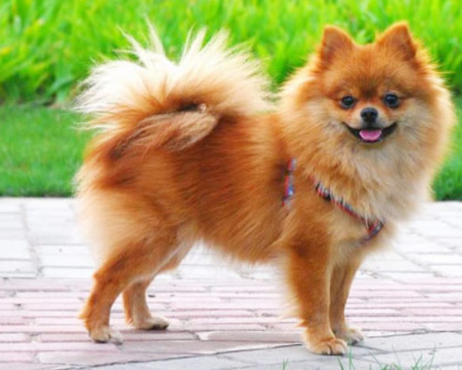 博美怀孕了有什么征兆,博美狗怀孕是什么症状