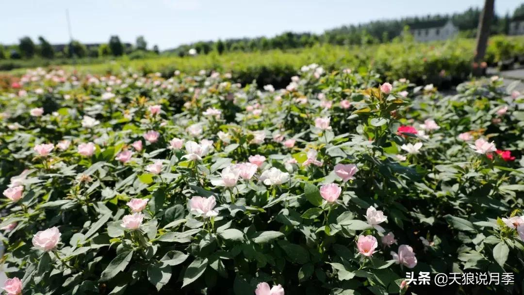 抗病性好的月季推荐,哪些月季品种抗病强