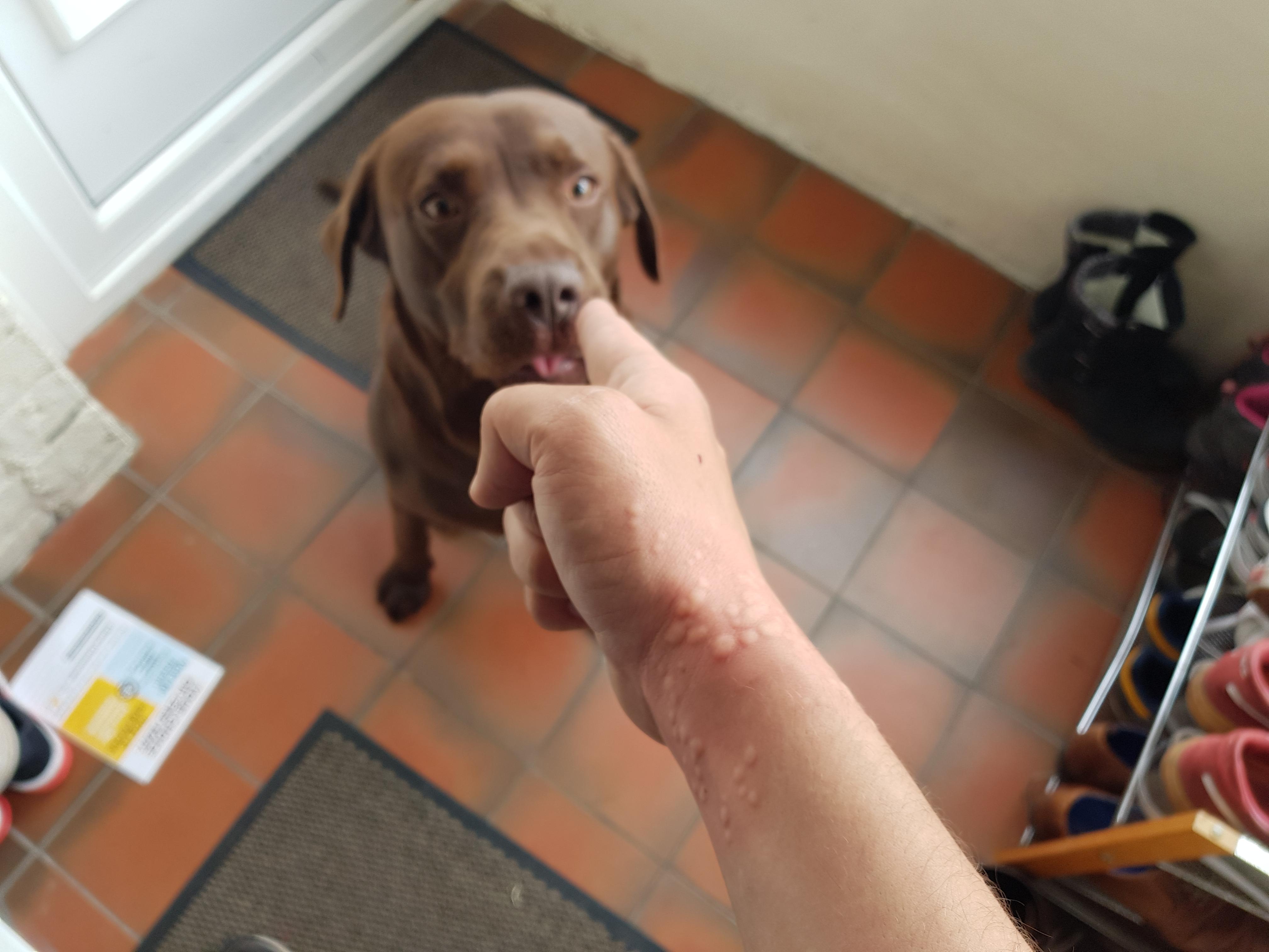 养的拉布拉多感觉特别笨正常吗,超多人养的狗狗不一定适合你