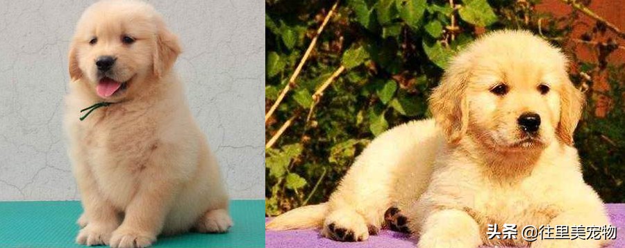 成年金毛狗怎么养,金毛幼犬家庭养殖方法