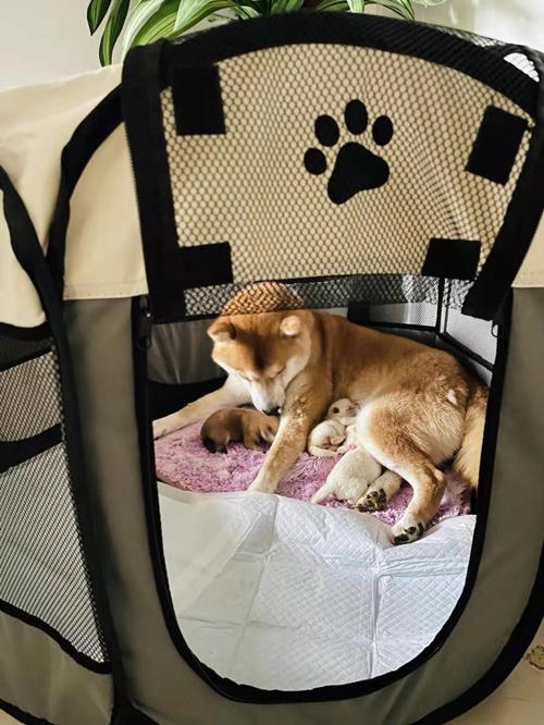 狗狗刚生出的宝宝需要铲屎官干嘛,狗子生宝宝叫主人