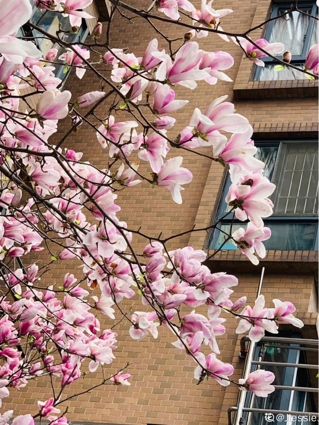 春天开的花有哪些常见又漂亮,十大名花在春天开的有哪些