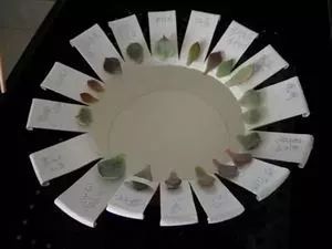 暑假回家多肉怎么办,过年回家浙江多肉如何过冬