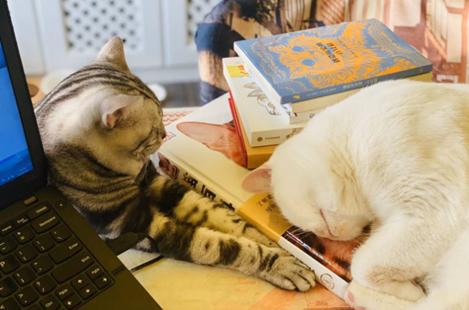 「发掘：猫史」是谁撸了中国的第一只猫？