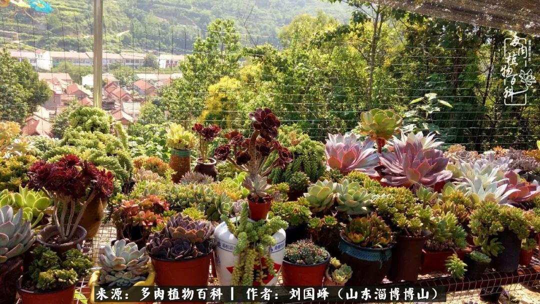 多肉植物大王叫我来巡山,大王叫我来巡山绿植
