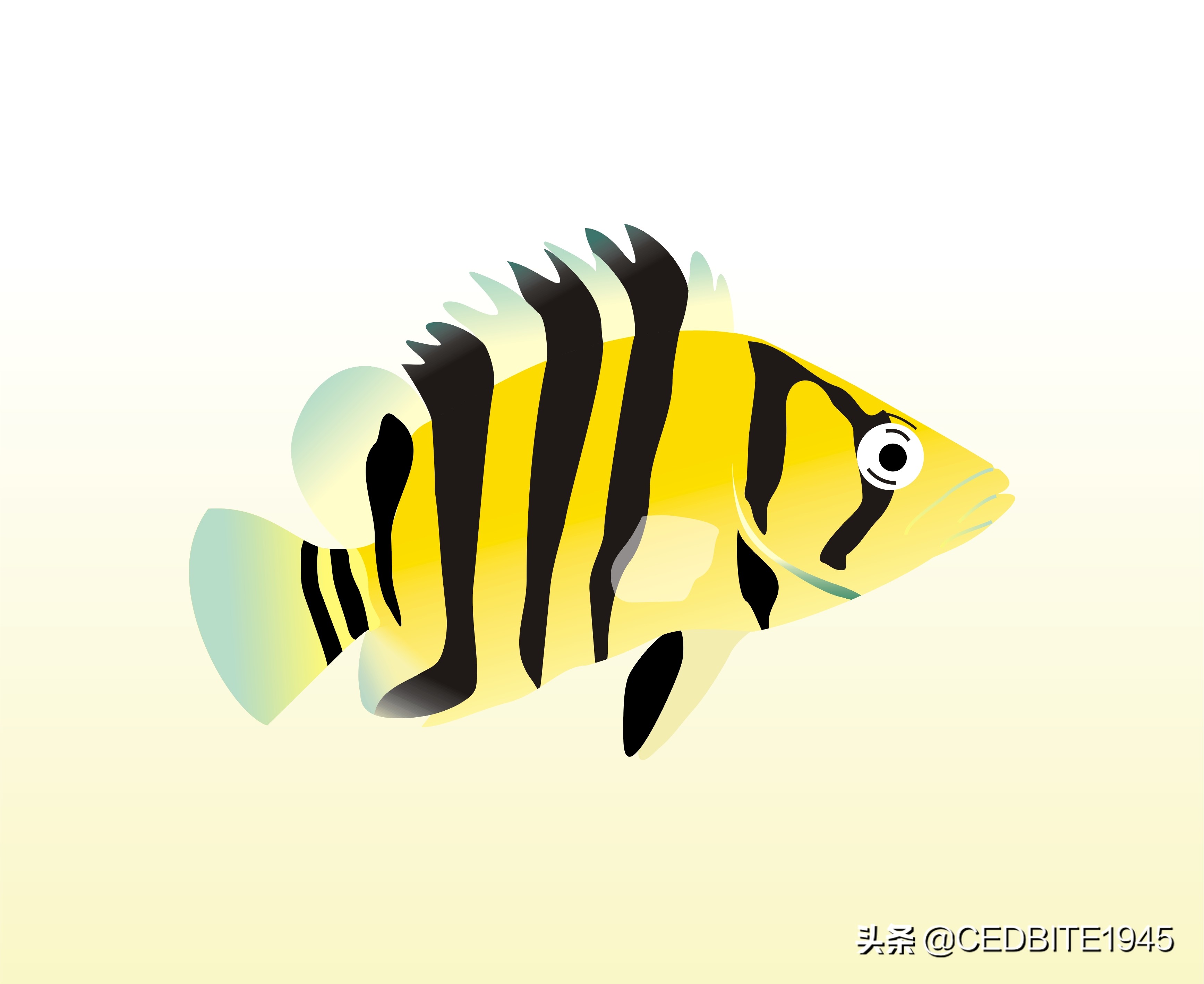 印尼虎鱼小时候很黑长大会变黄吗,如何驯养幼鸟才能听话