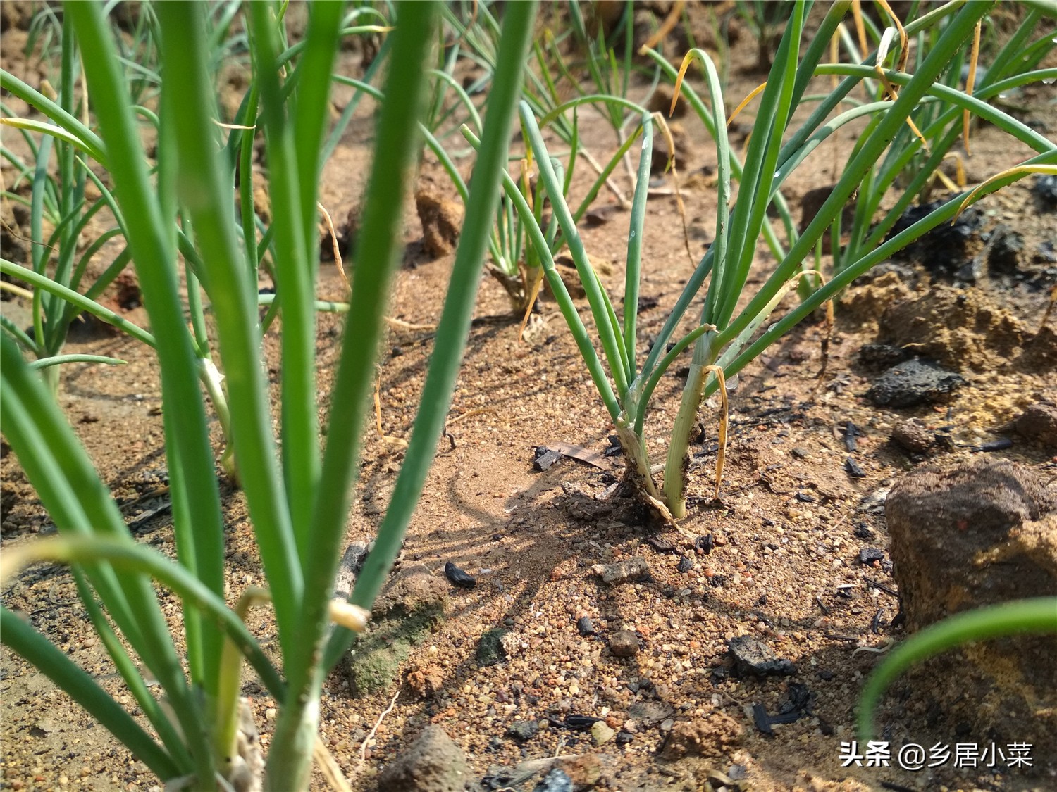 小香葱和葱苗的区别,小香葱幼苗多久才能长得粗壮