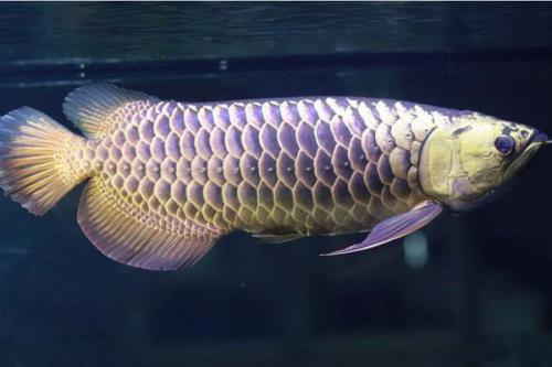 金龙鱼养殖技术和注意事项,新手养金龙鱼要注意什么