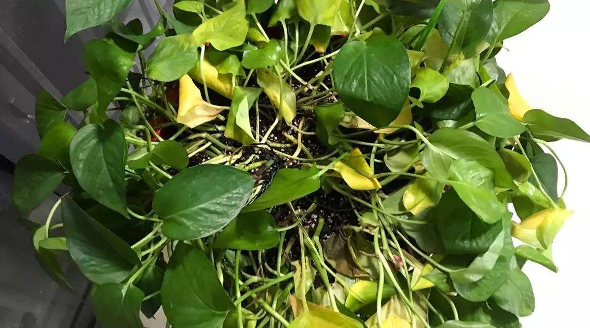 绿萝春季要黄叶,绿萝黄叶死养才能更旺盛