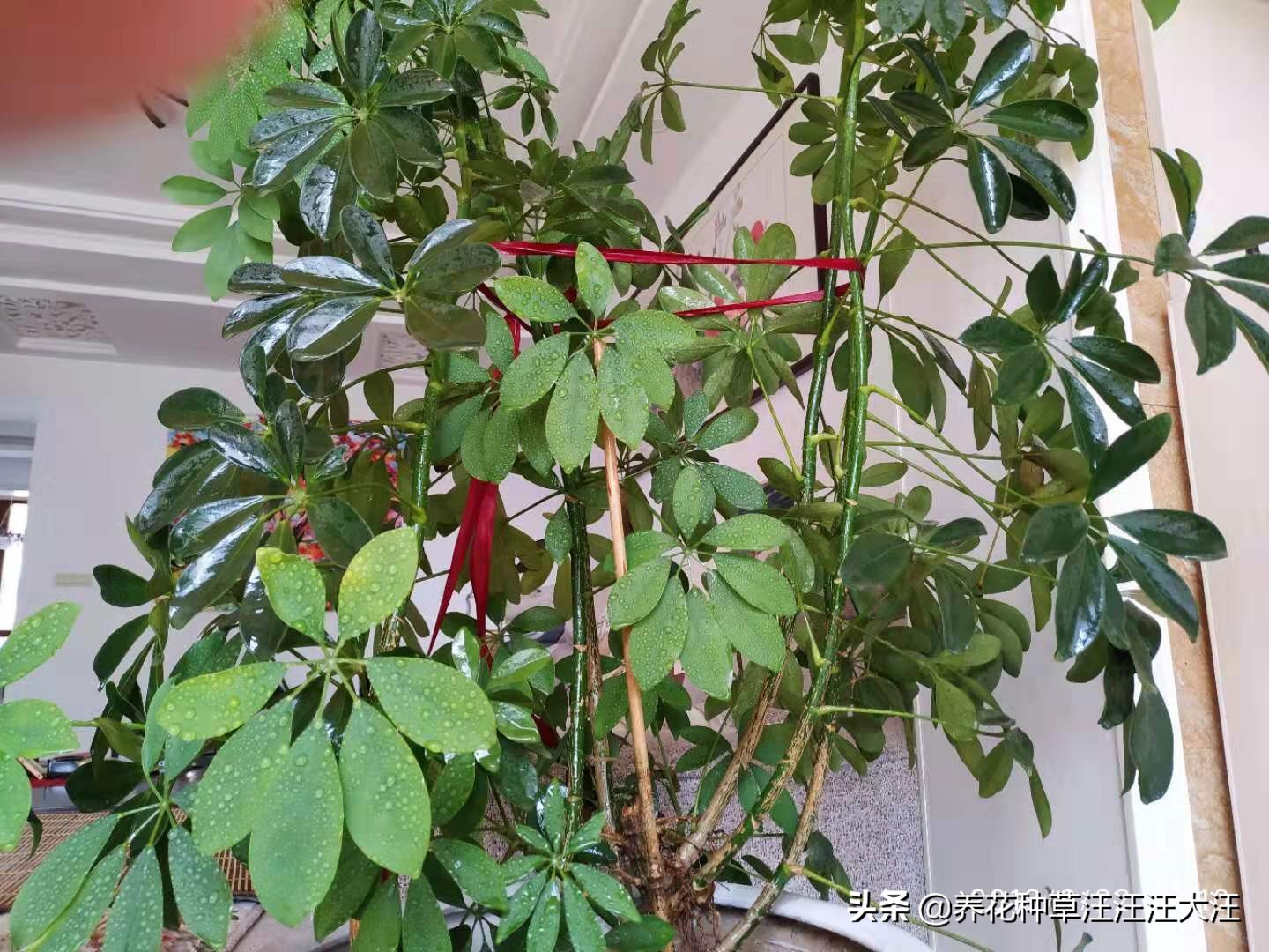 八方来财叶子掉光了怎么办,八方来财叶子黄了有斑点