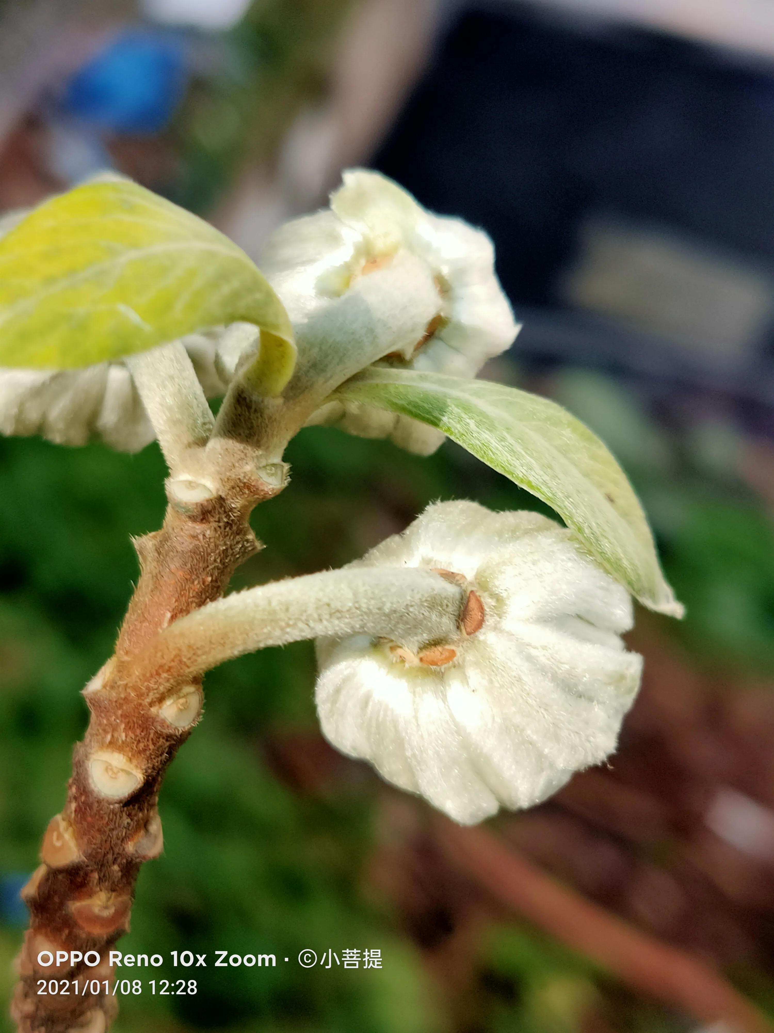 这就是爱情树,若在枝上打两个同向的结,就能得到甜蜜爱情和幸福