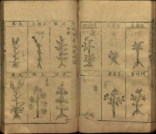 本草纲目中插图是李时珍画的吗,本草纲目李时珍插图