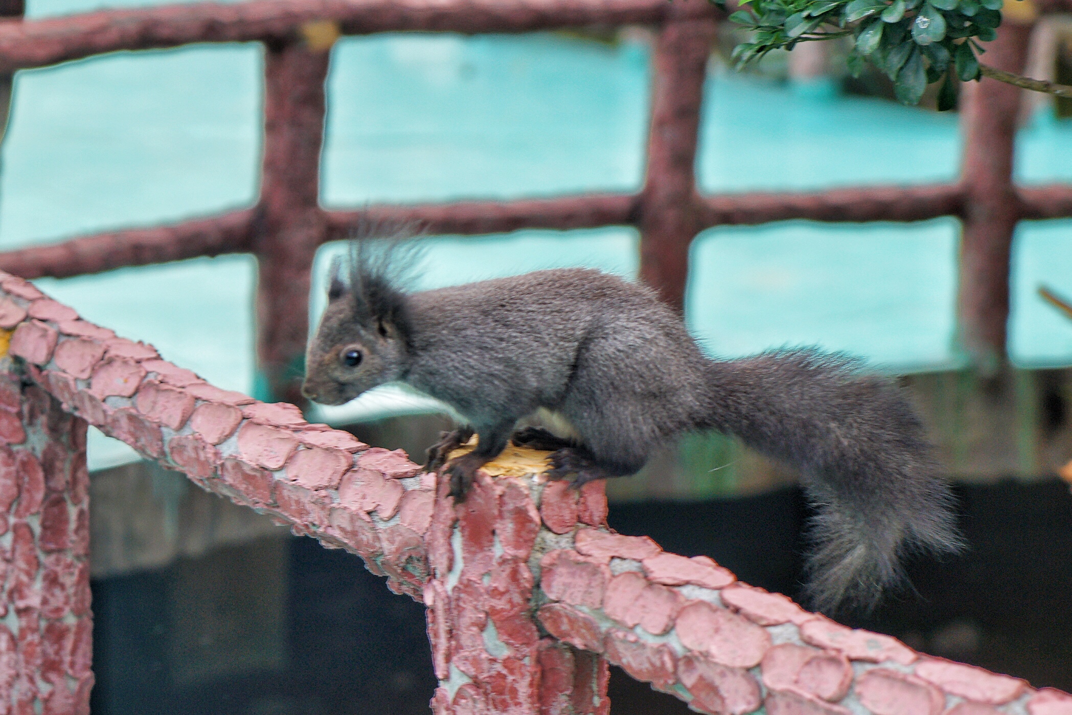 广州粉色浪漫花海,广东秋天粉色花海
