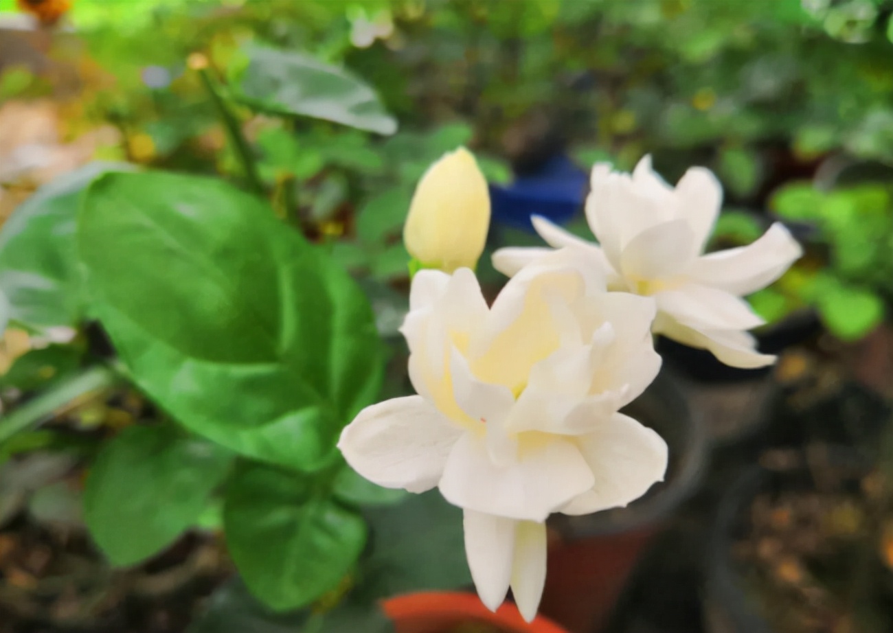 养花招了“红蜘蛛”，用水冲效果咋样？种花多别尝试，很容易泛滥